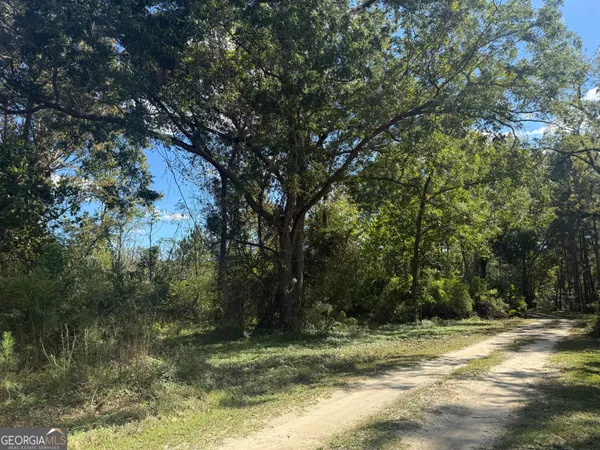 a view of a trees in a yard