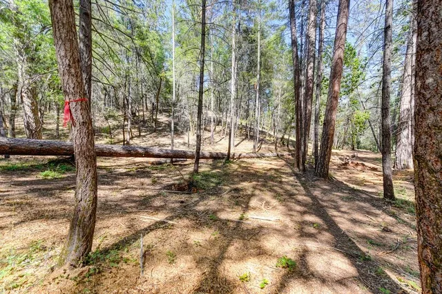 a view of outdoor space with lots of trees