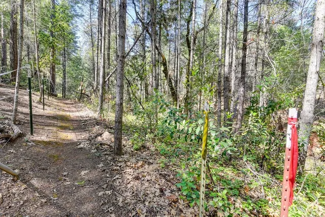 a view of a forest with trees