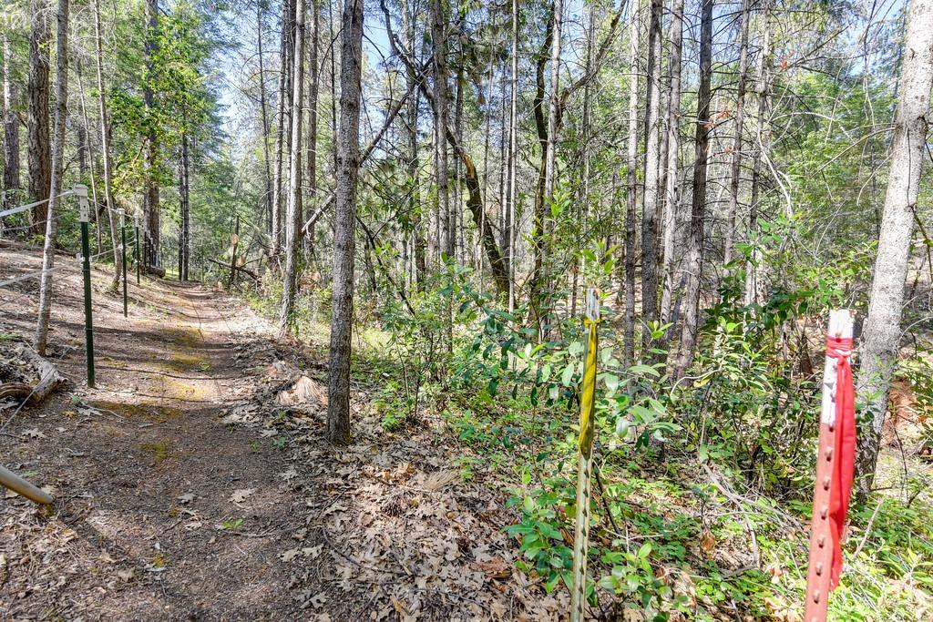 2000 Ponderosa Way Colfax, CA 95713 - Photo 14 of 38 a view of a forest with trees