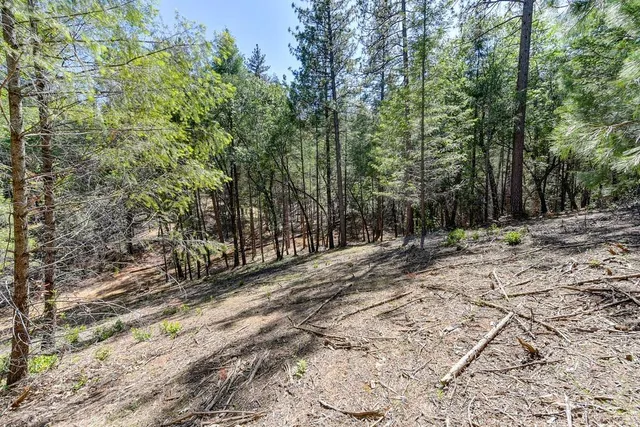 a view of a forest filled with trees