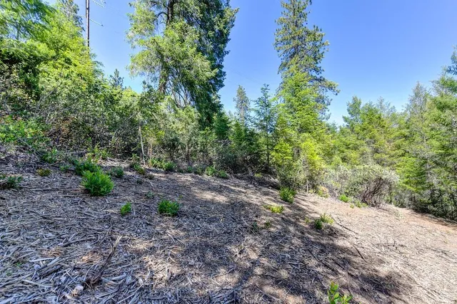 a view of a yard with plants and large trees