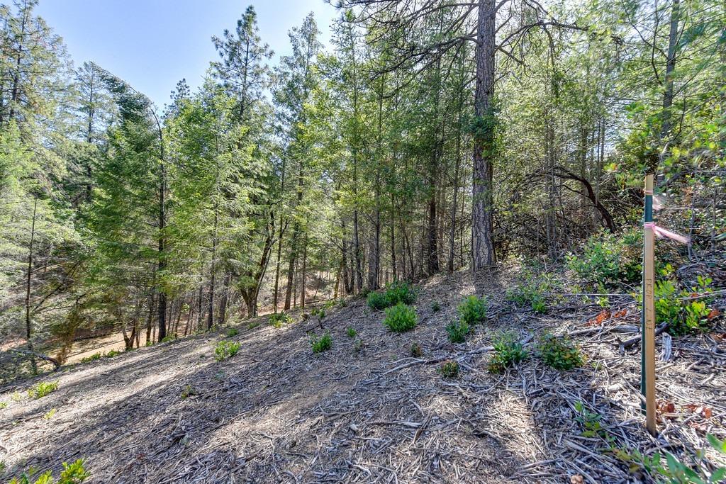 2000 Ponderosa Way Colfax, CA 95713 - Photo 23 of 38 a view of a forest that has large trees