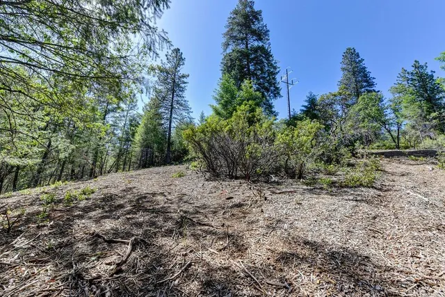 a view of a yard with plants and trees