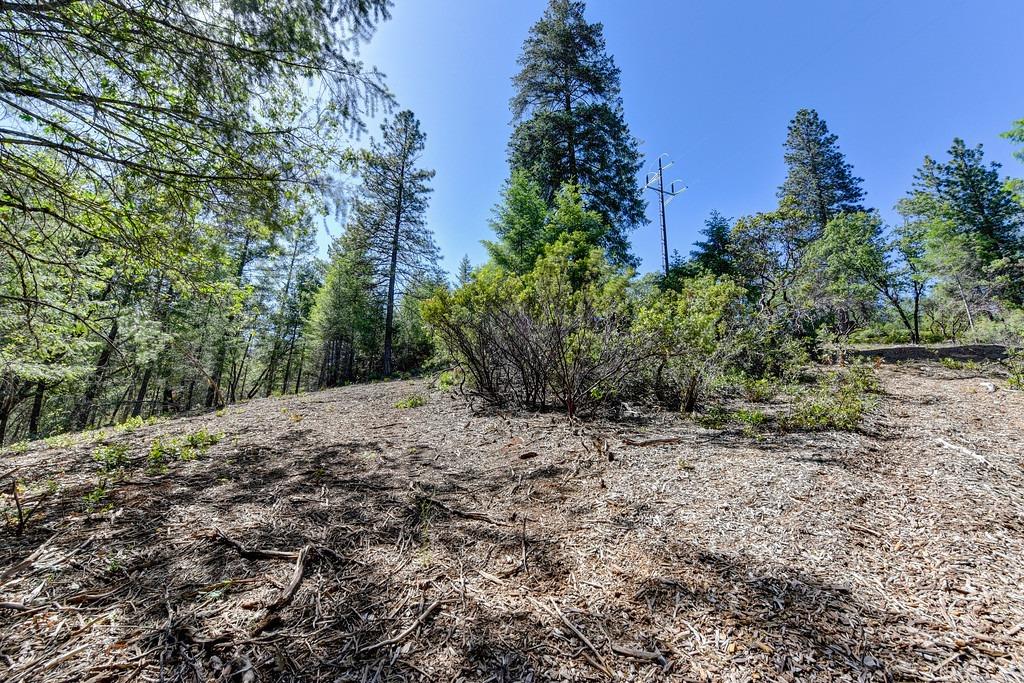 2000 Ponderosa Way Colfax, CA 95713 - Photo 26 of 38 a view of a yard with plants and trees