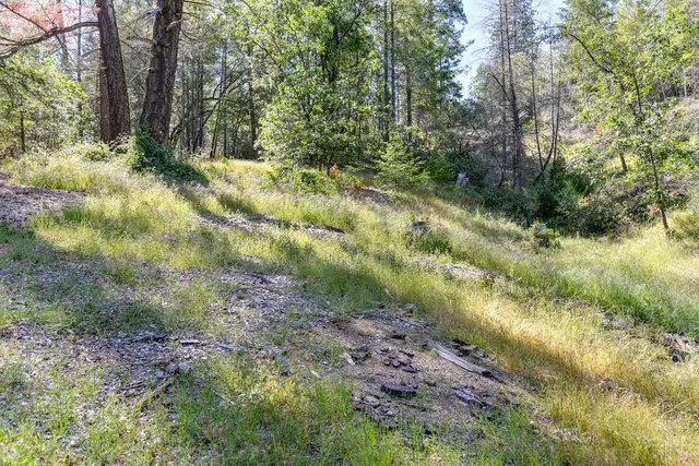 a view of a yard with plants and a tree