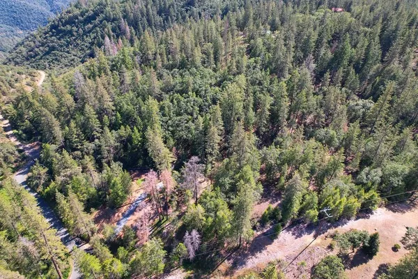 a view of a forest with a tree