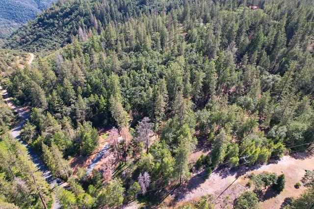 a view of a forest with a tree