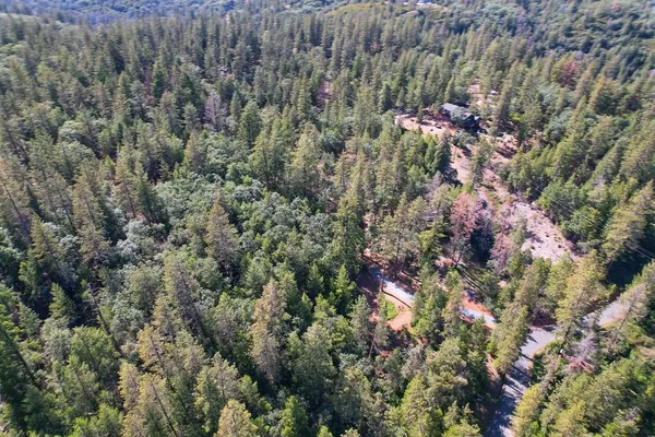 a view of a forest with a lush green forest