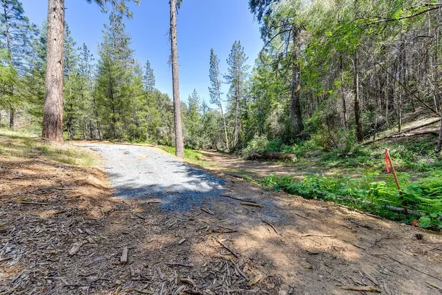 a view of dirt yard with a large tree