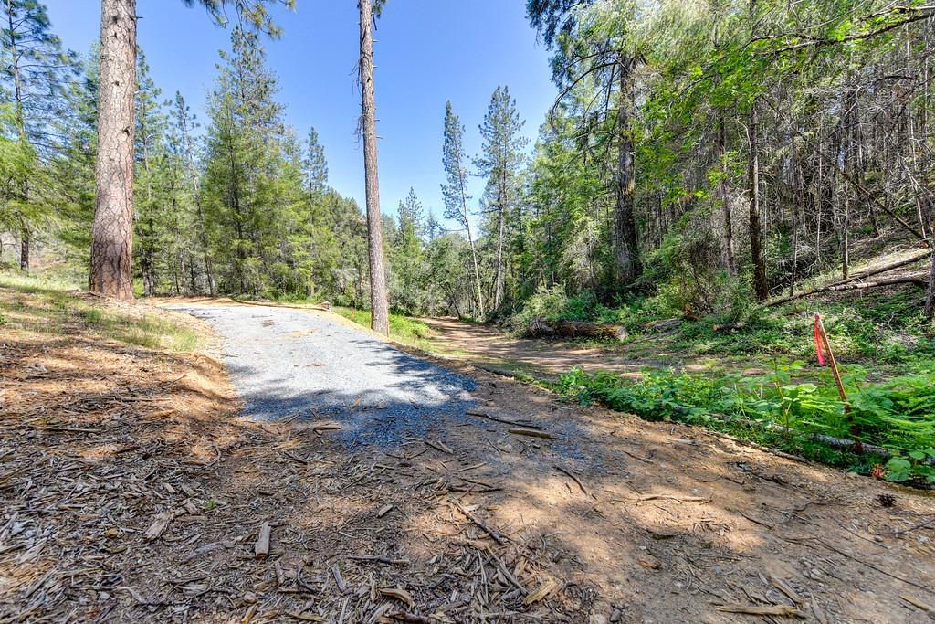 2000 Ponderosa Way Colfax, CA 95713 - Photo 7 of 38 a view of dirt yard with a large tree