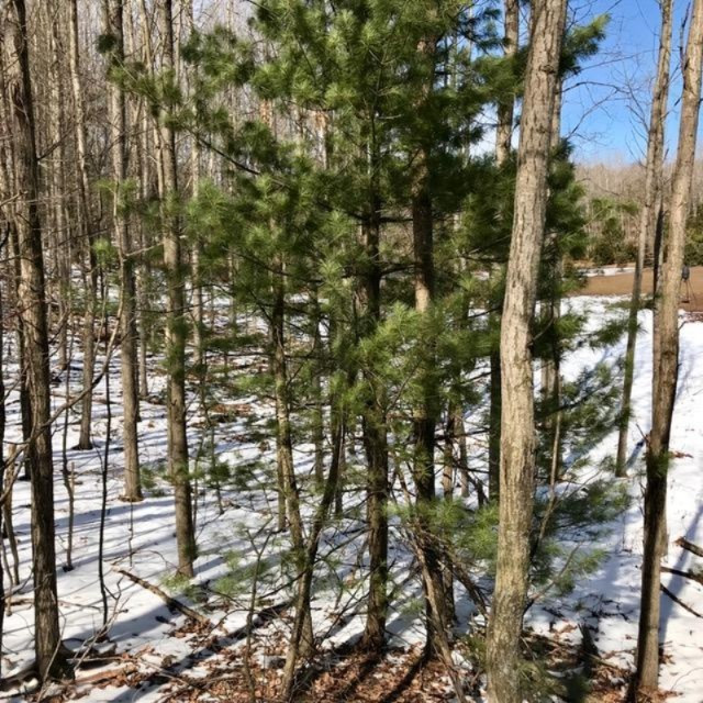 East Pierce Road Hesperia, MI 49421 - Photo 25 of 50 IMG_1616