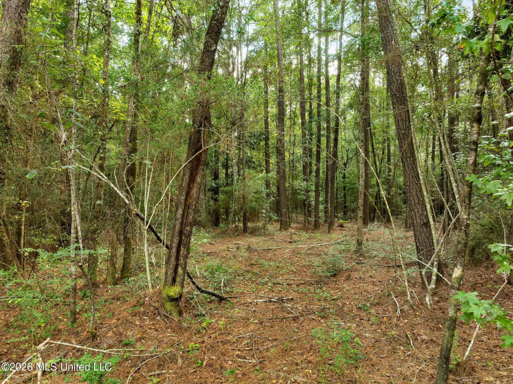 15-acres Porter Hudson Road Sumrall, MS 39482 - Photo 5 of 16 0_Porter_Hudson_Rd-5