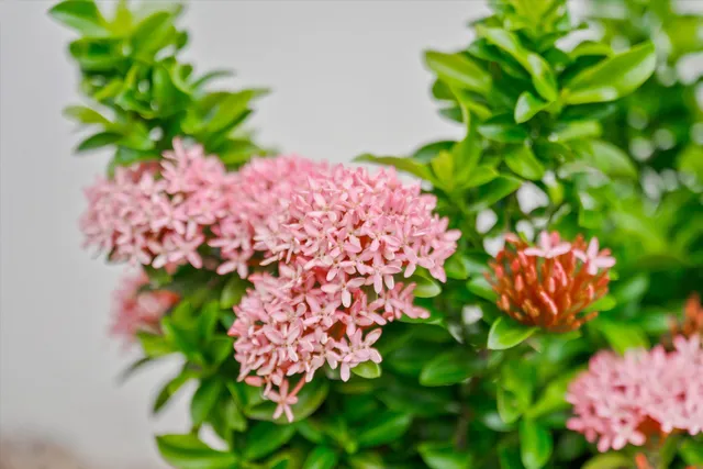a view of multiple houses with yard