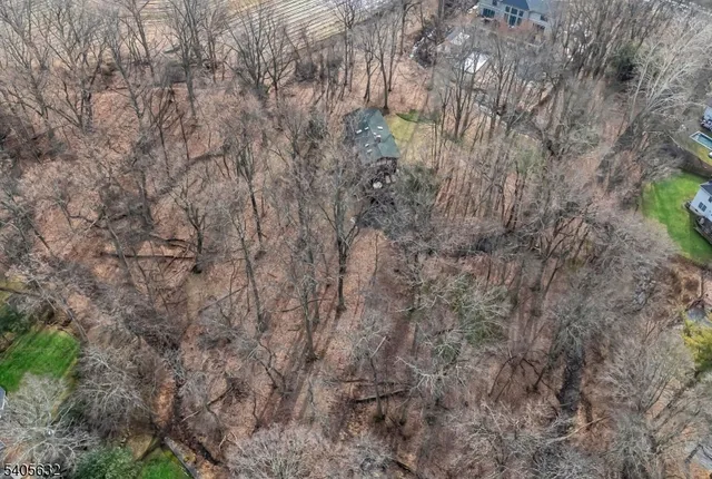 a close up of a tree