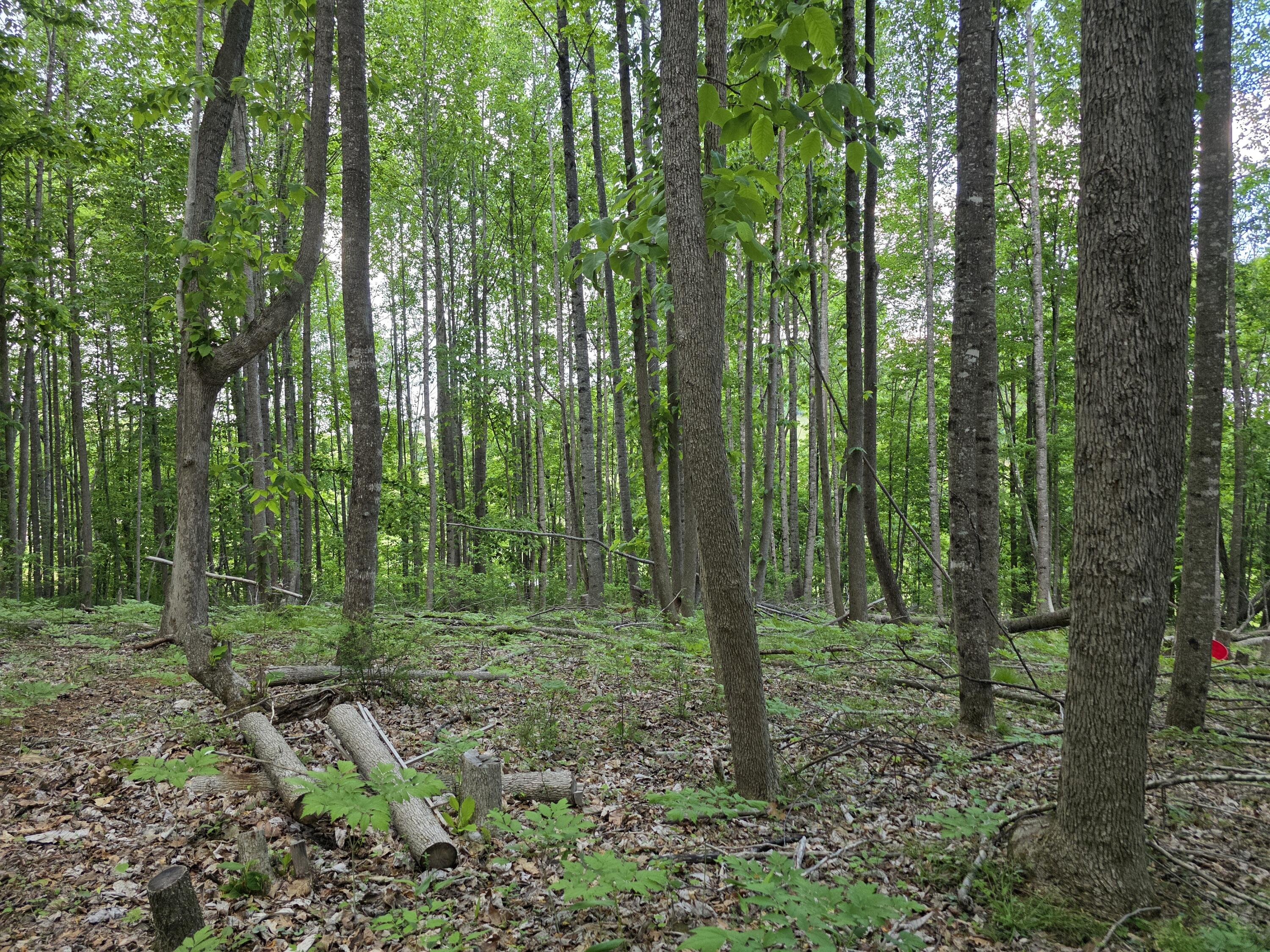 Tbd Bent Nail Road Hillsville, VA 24343 - Photo 11 of 16 a big yard with lots of green space and trees