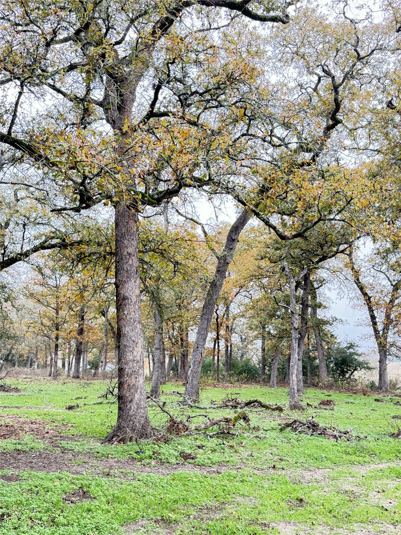 11791 Silver Springs Road Rockdale, TX 76567 - Photo 28 of 28 a yard with large trees