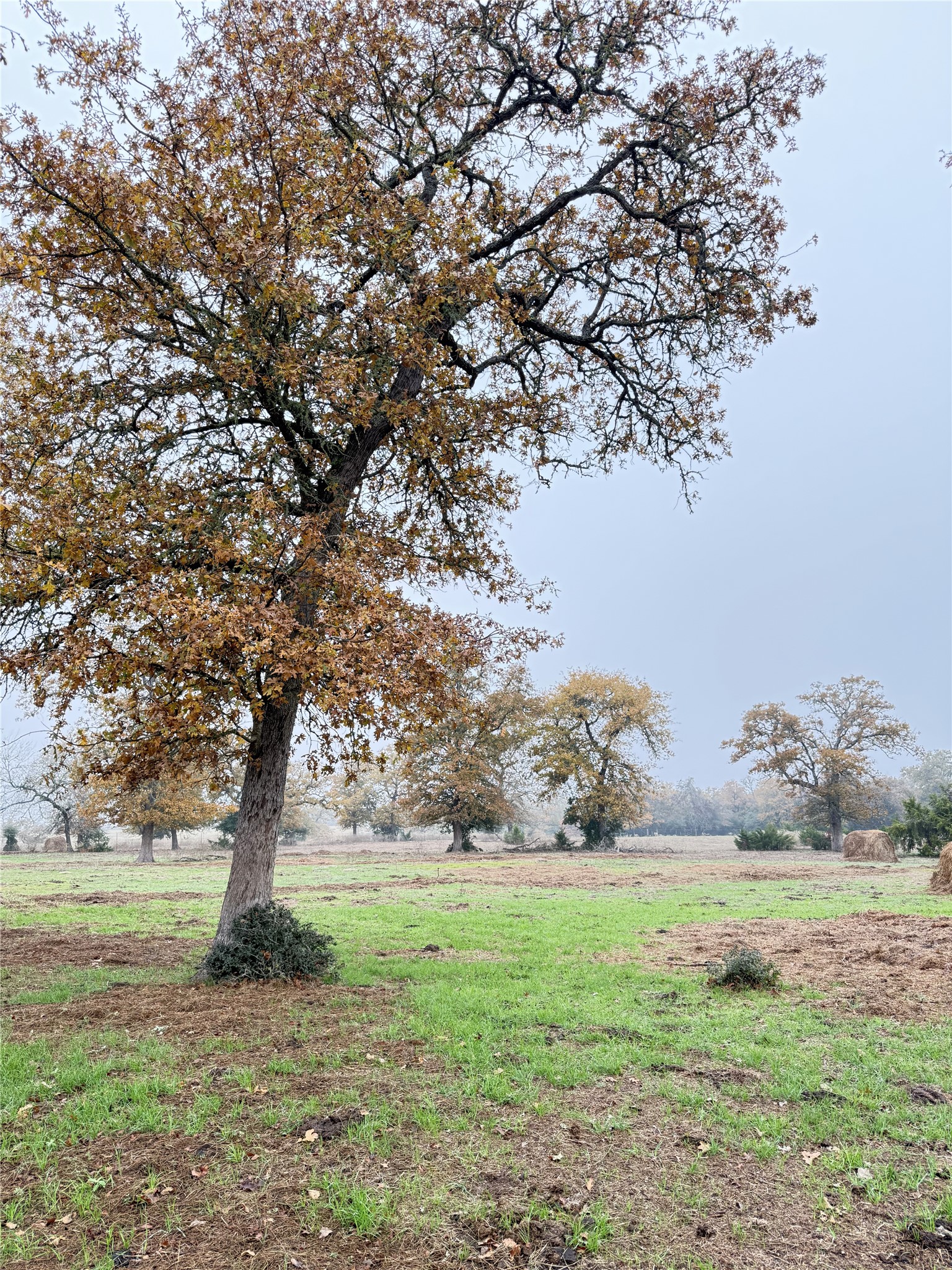 11791 Silver Springs Road Rockdale, TX 76567 - Photo 10 of 28 a big yard with lots of green space and fountain
