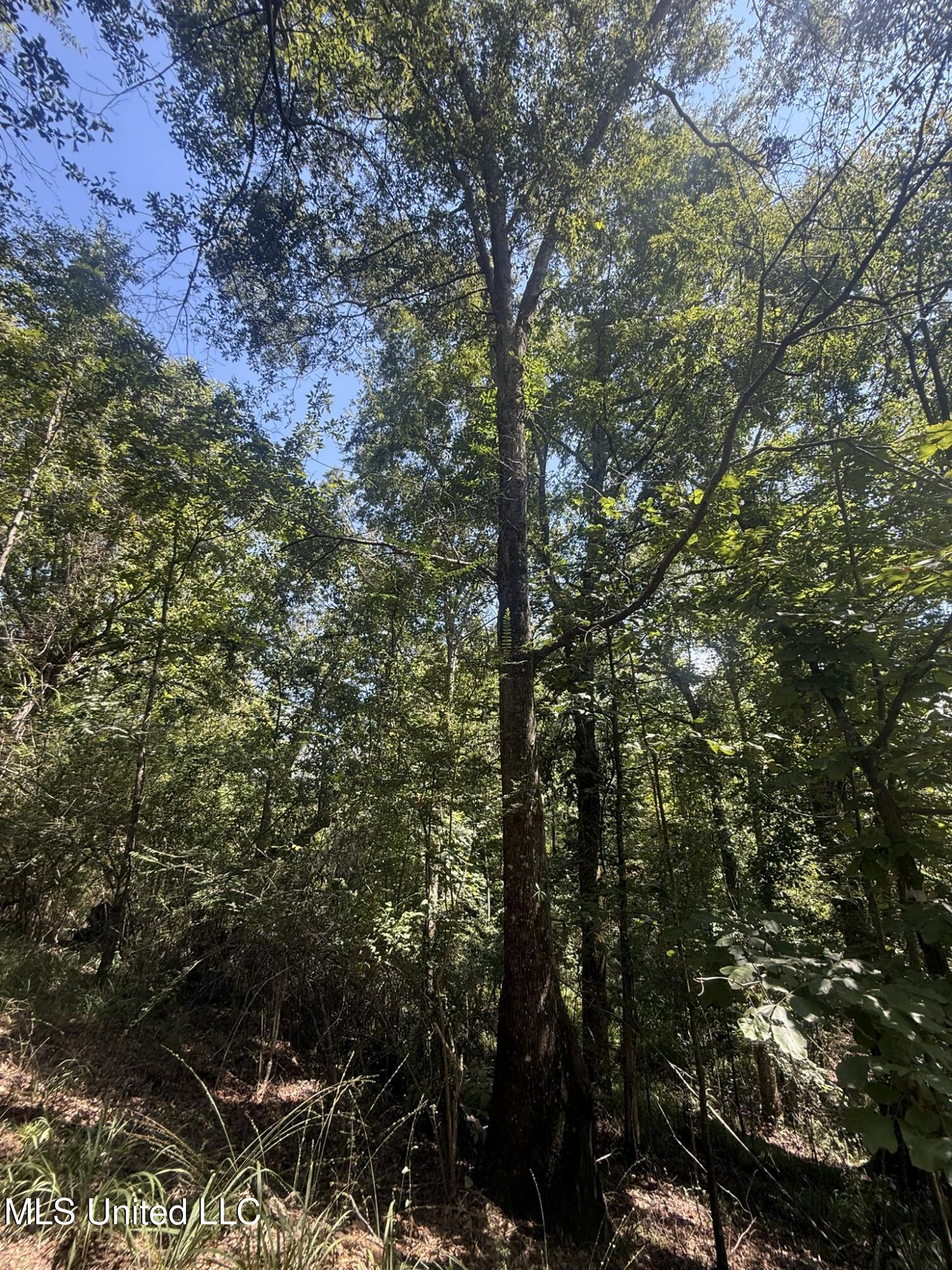 1184 Poplar Springs Road Hazlehurst, MS 39083 - Photo 22 of 44 IMG_9672