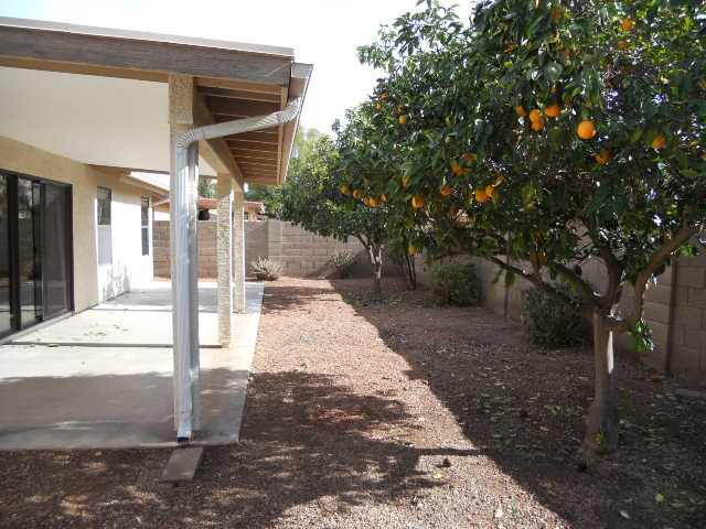 549 West Silver Creek Road Gilbert, AZ 85233 - Photo 16 of 19 Citrus Trees
