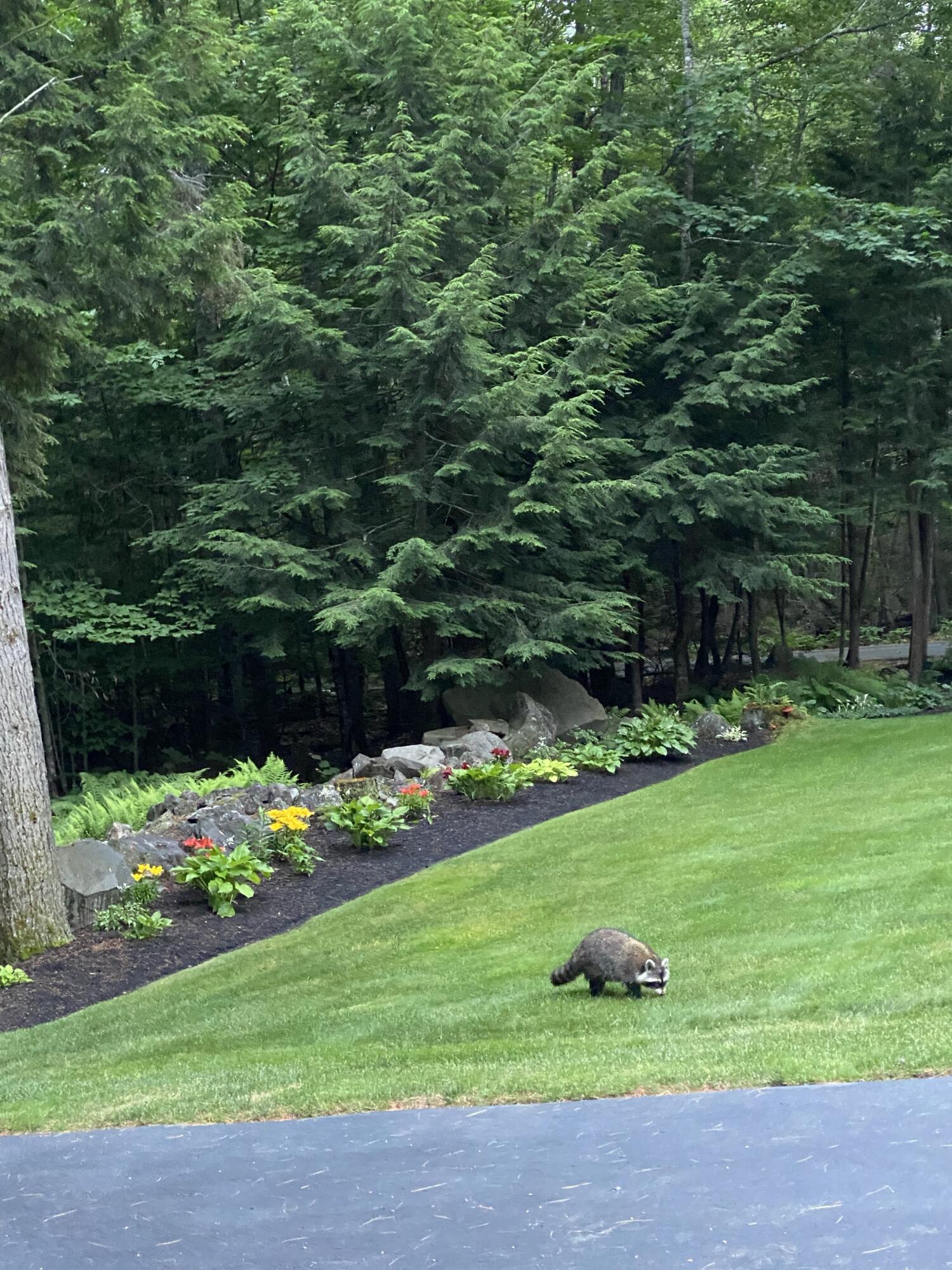 32 Fire Ln 23 Raymond, ME 04071 - Photo 6 of 39 Wildlife