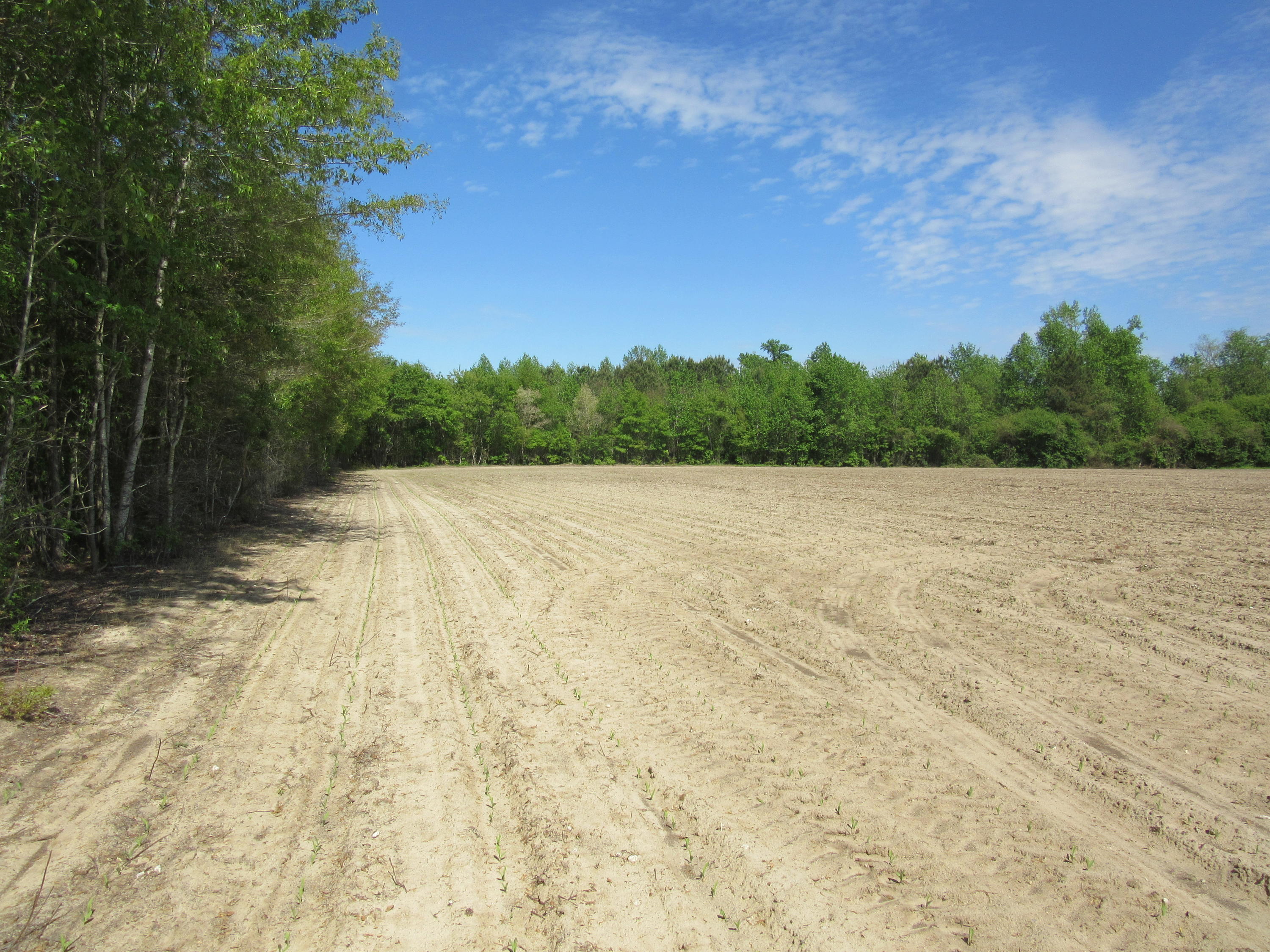 Lot 4 Off Mckeller Road Fairmont, NC 28340 - Photo 4 of 6 IMG_4991