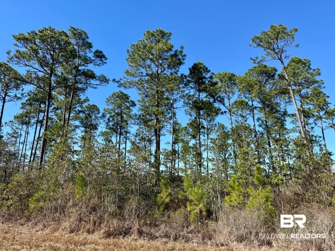 White Road Bay Minette, AL 36507 - Photo 1 of 32 View of landscape