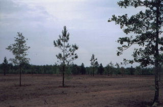 Lot 6 Windsor Road North Windsor, SC 29856 - Photo 1 of 1