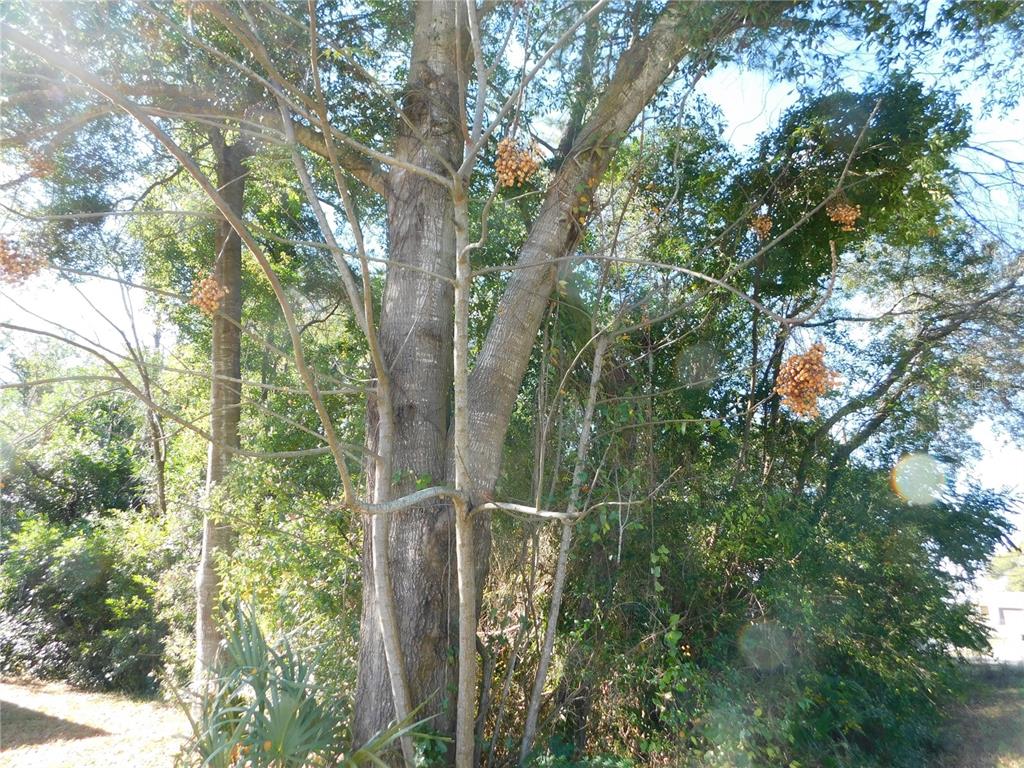Southeast 135th Lane Belleview, FL 34420 - Photo 4 of 5 a view of a tree in a yard