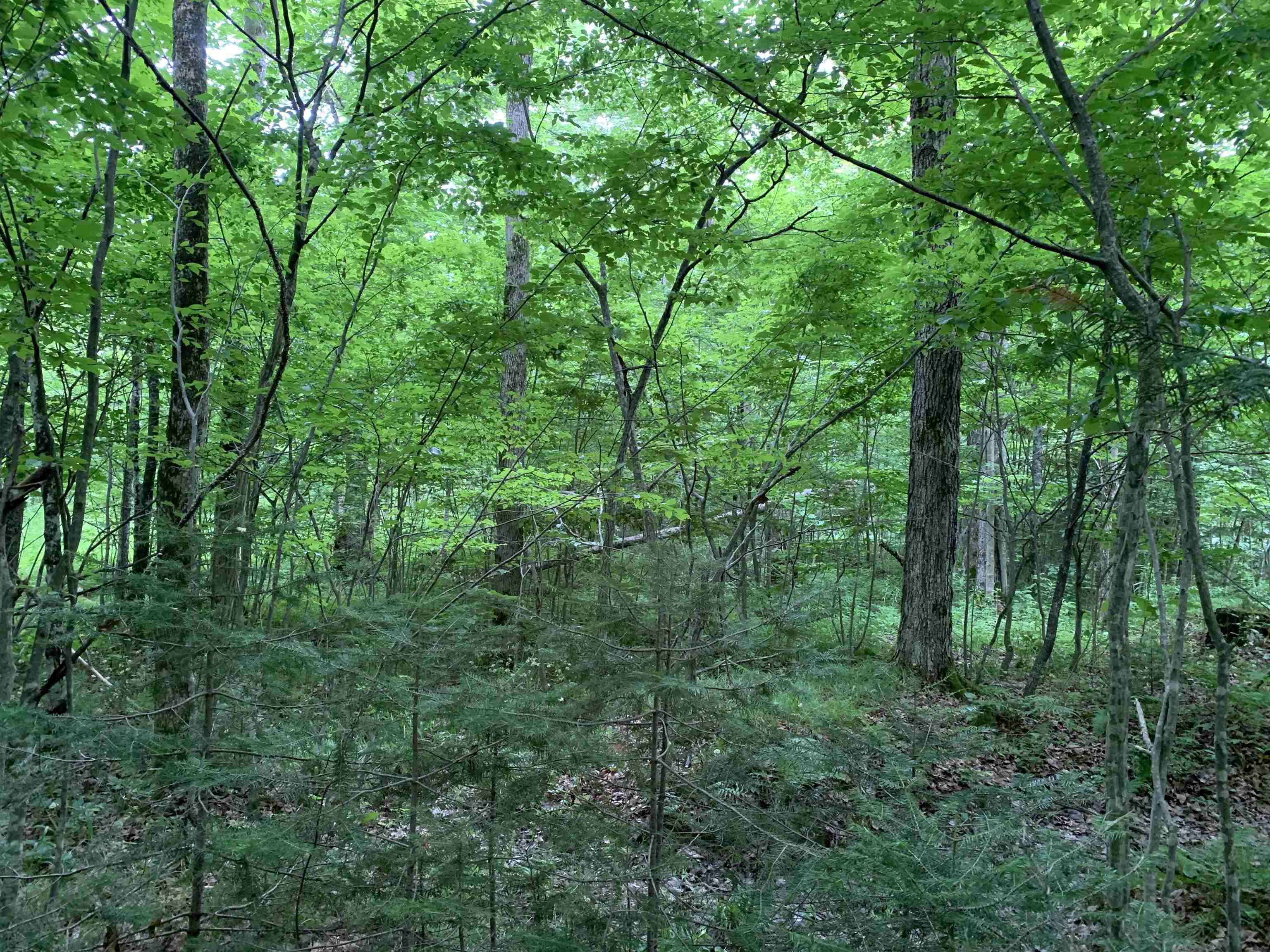 0 Smt Wds Lane Gleason, WI 54435 - Photo 10 of 17