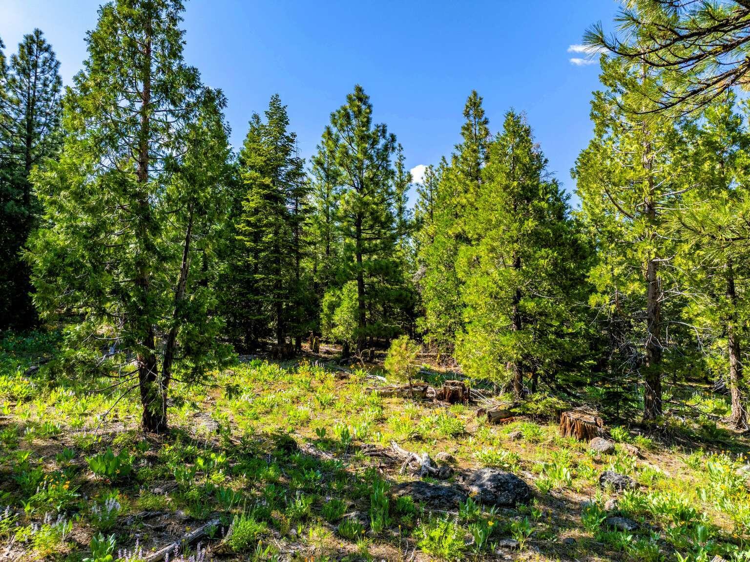 9454 Ridge Road Alturas, CA 96101 - Photo 8 of 18 a view of a garden