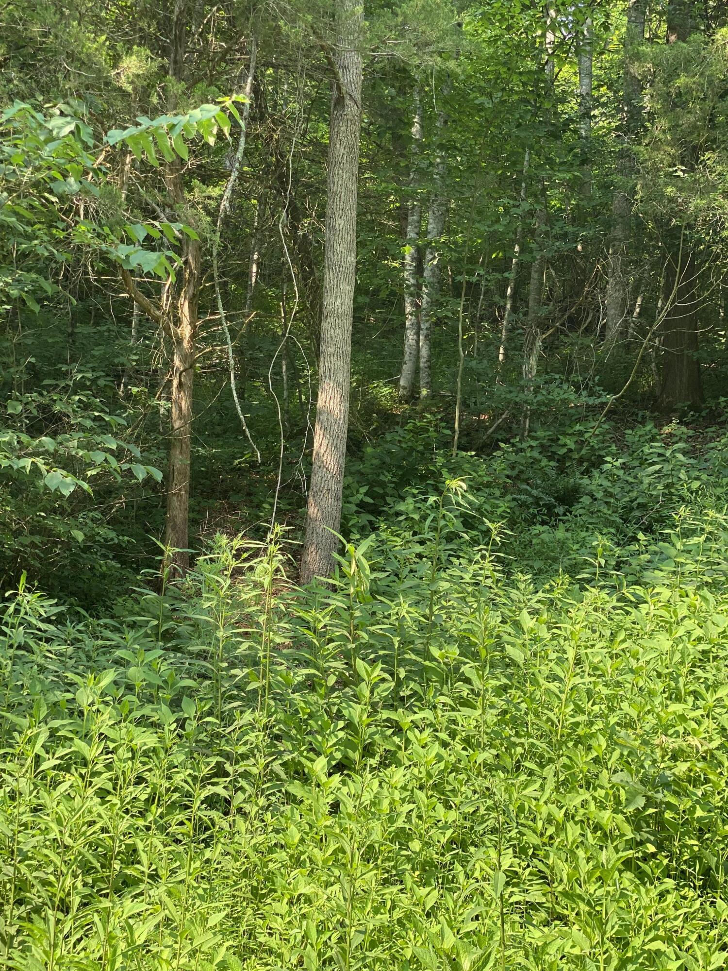 23 Dry Hill Road, Unit 23 Butler, TN 37640 - Photo 12 of 33 687E37A5-30FD-4D65-85FB-4B45AE6F3598