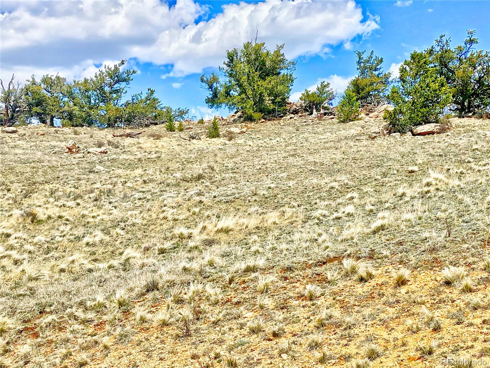 250 Buckhorn Road Como, CO 80456 - Photo 2 of 19 a view of a yard with an trees