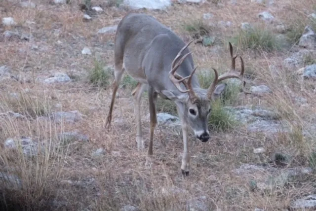 a view of a wooden fence