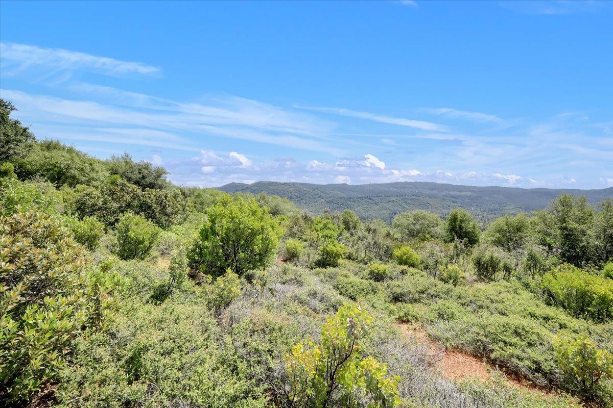 23 Clark Ranch Way Brownsville, CA 95919 - Photo 23 of 42 a view of a bunch of trees
