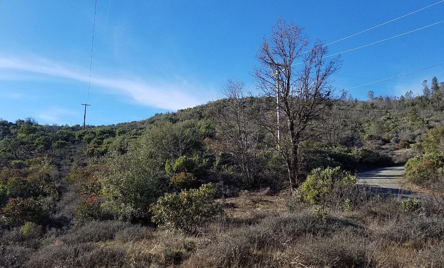 23 Clark Ranch Way Brownsville, CA 95919 - Photo 29 of 42 a view of a yard with a tree