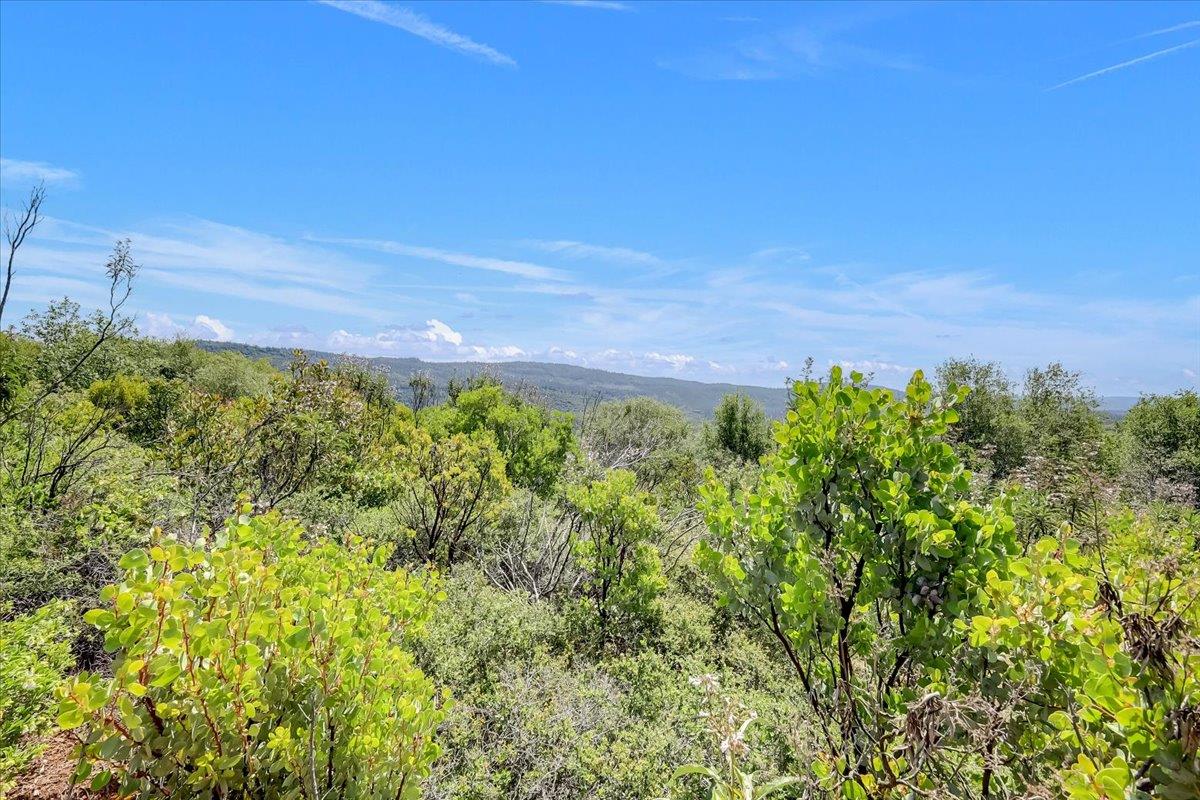 23 Clark Ranch Way Brownsville, CA 95919 - Photo 36 of 42 a view of a yard with a tree
