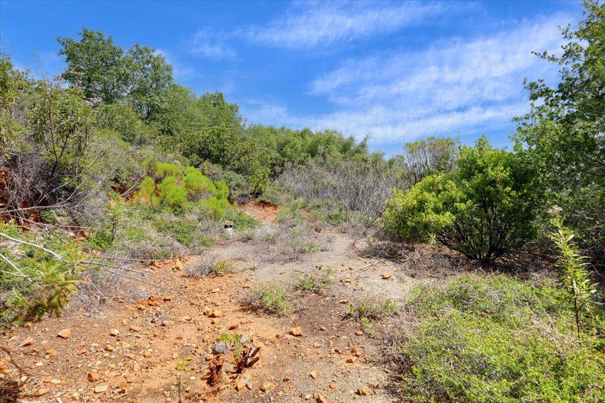 23 Clark Ranch Way Brownsville, CA 95919 - Photo 7 of 42 a view of a yard with a tree