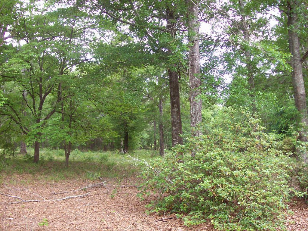601 Jack Clay Road Danville, GA 31017 - Photo 8 of 22 Additional Photo