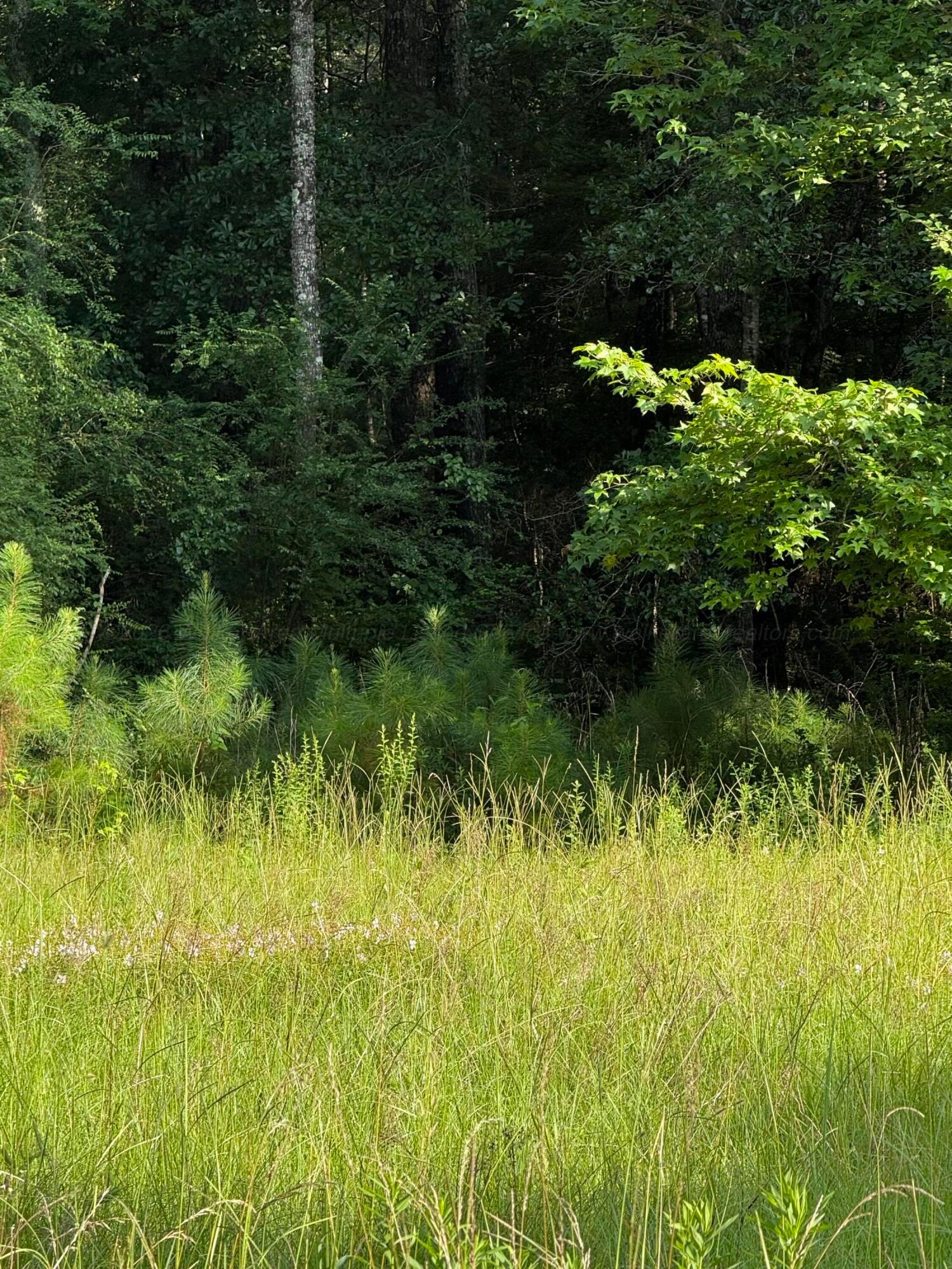 1529 Cheatham Road Carbon Hill, AL 35549 - Photo 6 of 7 Gallery Image 6