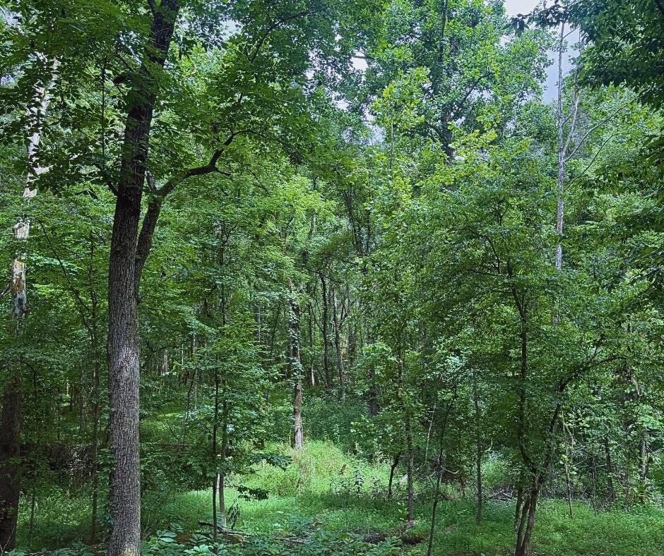 110 County Road Houston, MS 38851 - Photo 15 of 25 Gallery Image 15