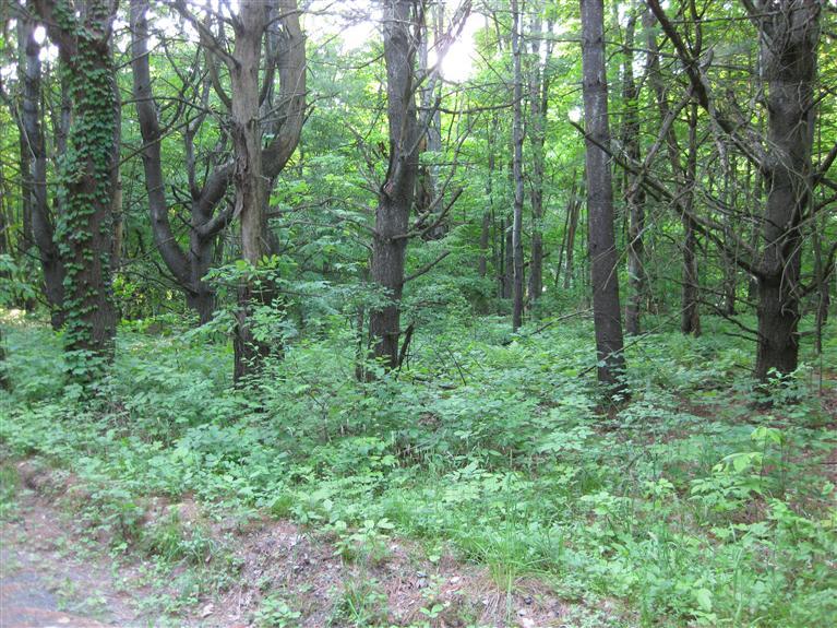 0 Bob Wilson Road Oneonta, NY 13820 - Photo 1 of 1 Gallery Image 1
