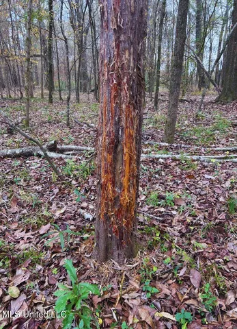 $3,725,000 | Ms-547, Port Gibson, MS 39150