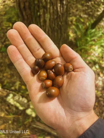 $3,725,000 | Ms-547, Port Gibson, MS 39150