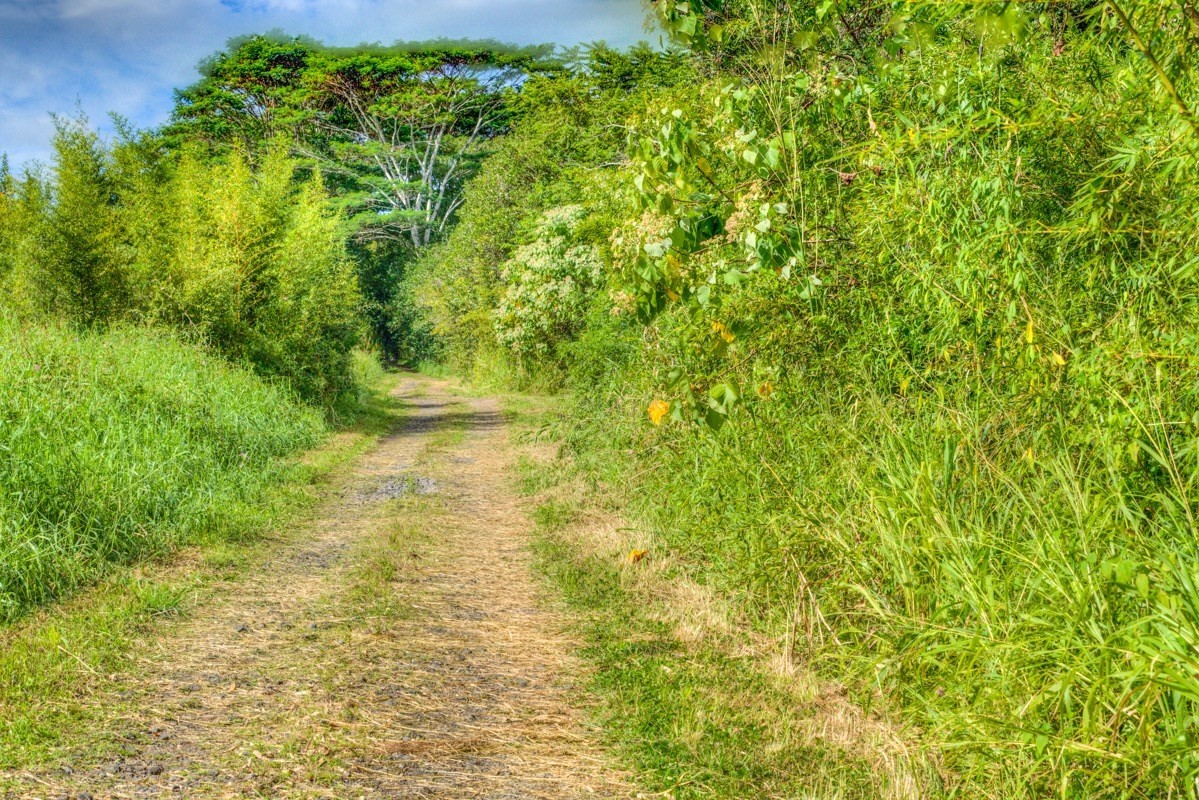 3 Middle Road Keaau, HI 96749 - Photo 4 of 30 Gallery Image 4