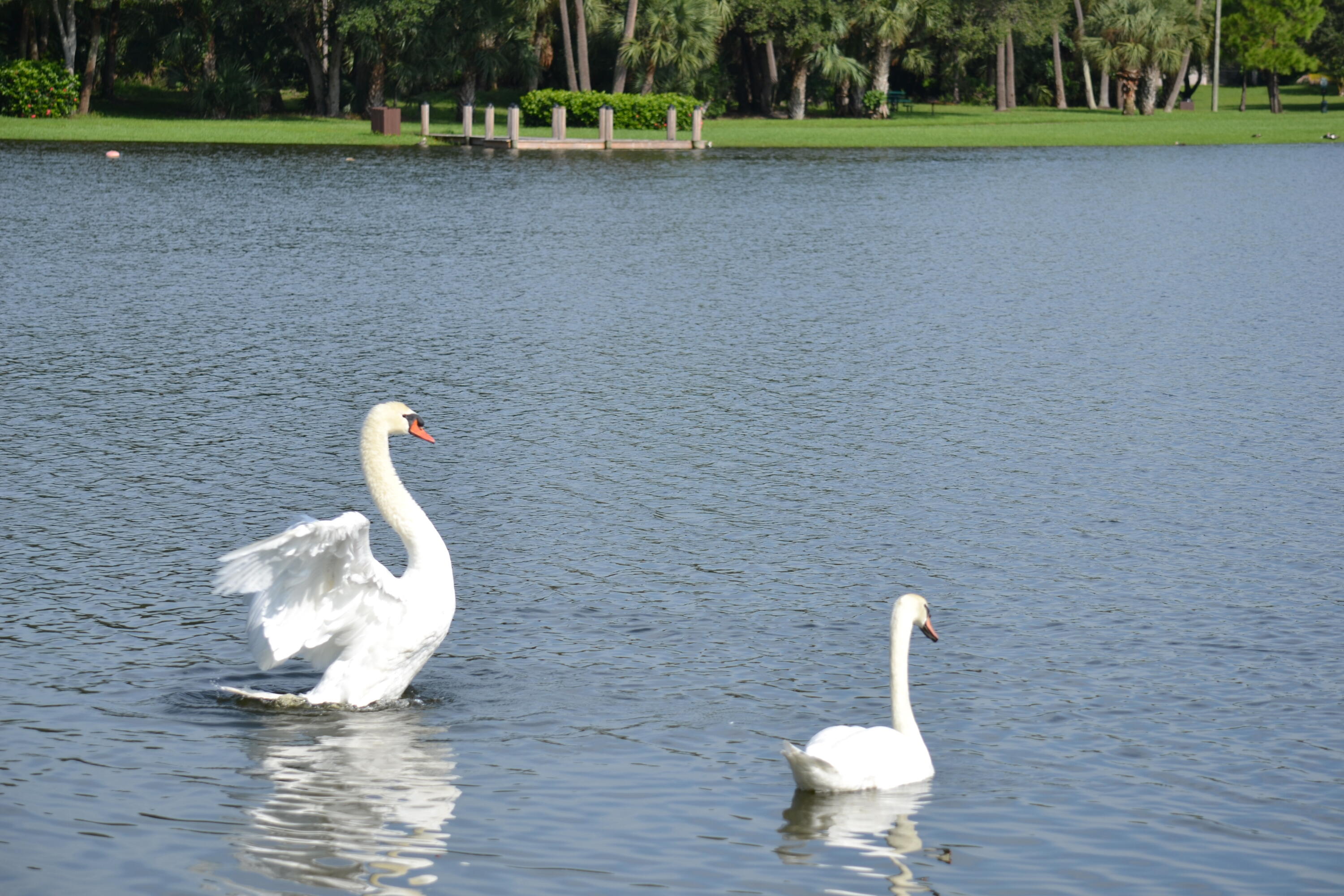 498 Hardwood Place Boca Raton, FL 33431 - Photo 20 of 28 Windwood Swans