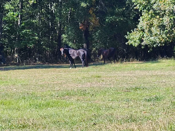 a view of outdoor space with garden and trees