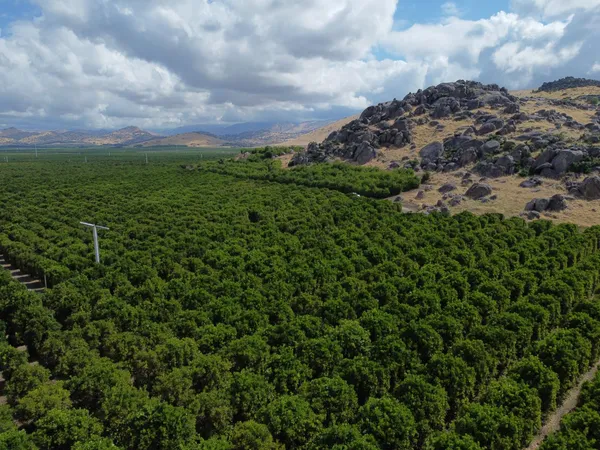 a view of a bunch of trees