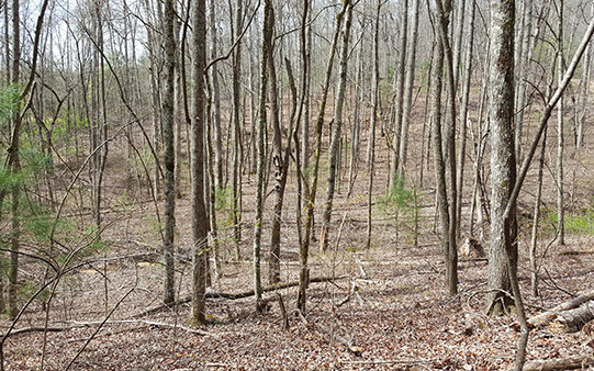 80 Forest Hill Drive Blue Ridge, GA 30513 - Photo 1 of 1 Main View