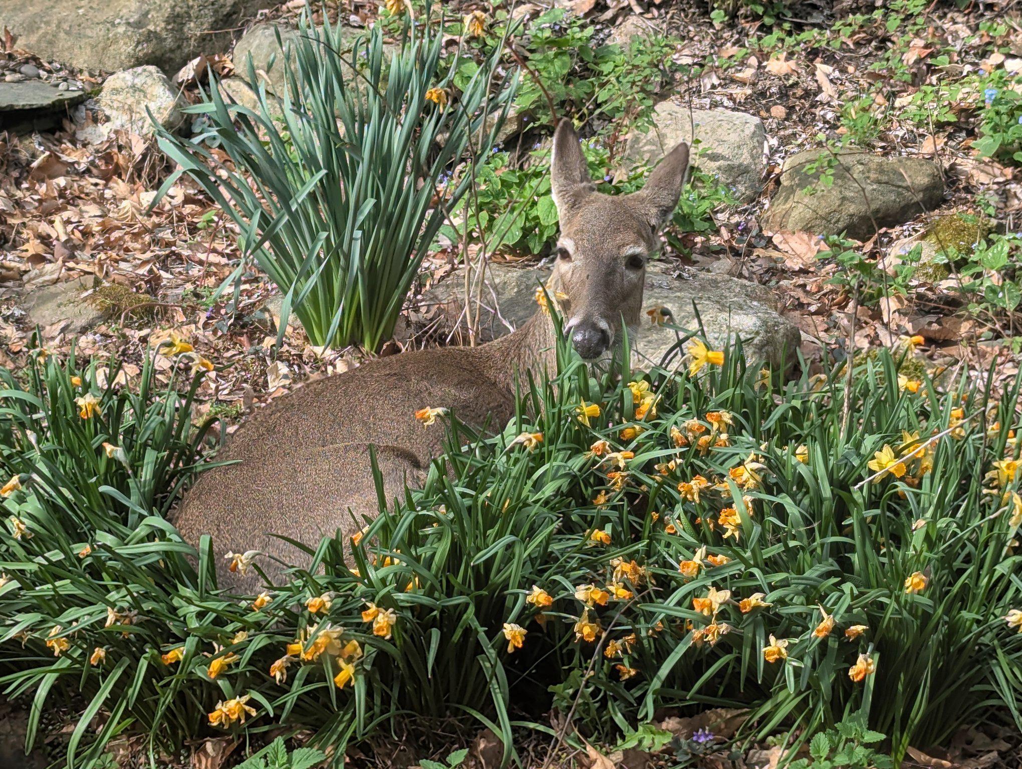 635 Laurel Ridge Road Reinholds, PA 17569 - Photo 56 of 71 Deer nestled among blooming the daffodils.